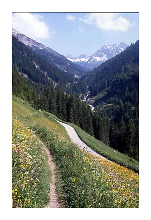 Wiesenpfad